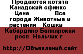 Продаются котята Канадский сфинкс › Цена ­ 15 000 - Все города Животные и растения » Кошки   . Кабардино-Балкарская респ.,Нальчик г.